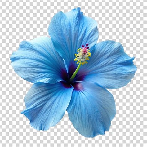Fleur d'hibiscus sur fond bleu et blanc