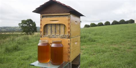 Comparaison entre une ruche Flow Hive et une ruche traditionnelle