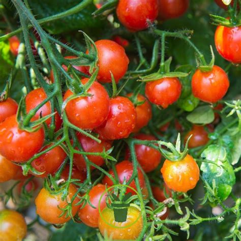 Jeunes plants de tomates cerises fraîchement plantés en pleine terre