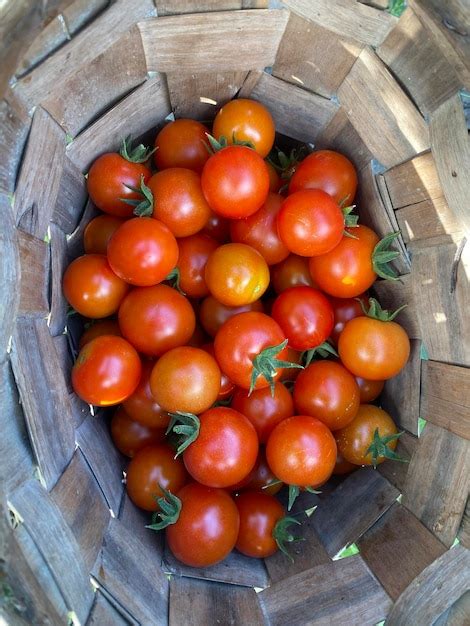 Panier de tomates cerises fraîchement cueillies