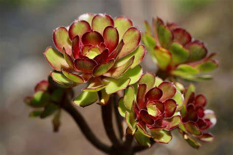 Illustration d'un Aeonium arboreum avec ses rosettes caractéristiques et son port arborescent