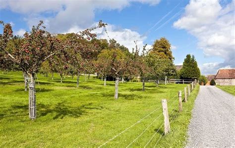 Champ de pommiers en Gâtine