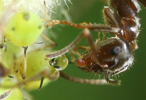 Dégâts causés par les pucerons : miellat et fumagine