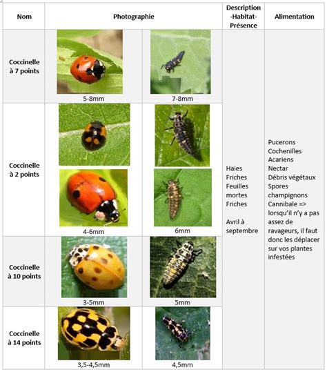 Jardin favorisant les insectes auxiliaires
