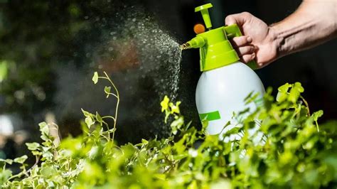 Préparation d'un insecticide naturel