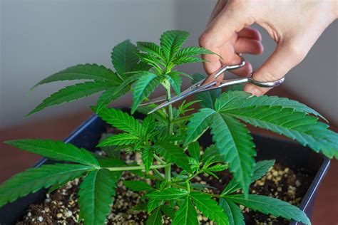 Plante mère de cannabis saine en phase végétative