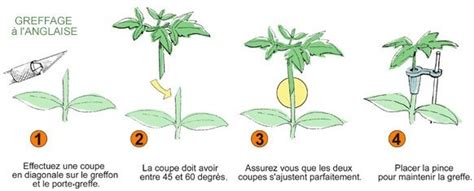 Schéma des méthodes de multiplication des plantes