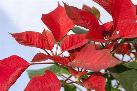 Plante potagère décorative aux feuilles rouge foncé
