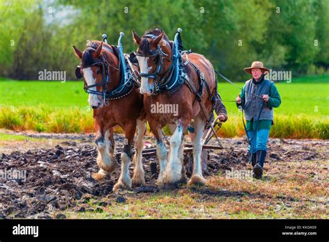 Âne des Pyrénées tirant une charrue légère dans un champ