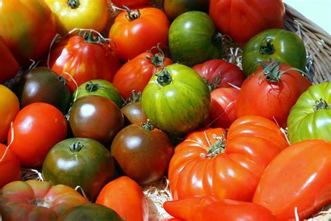 Variété de tomates anciennes aux couleurs et formes diverses