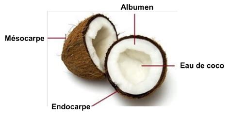 Diagramme des différentes parties de la noix de coco avec emphasis sur le coir