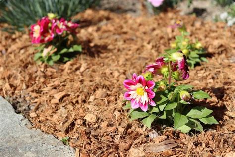 Jardin ornemental avec paillis de coco autour des plantes