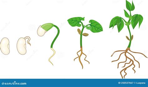 Schéma explicatif illustrant les étapes de la croissance d'un haricot en pot