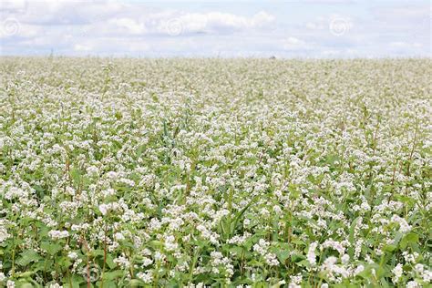 Champ de sarrasin en fleur