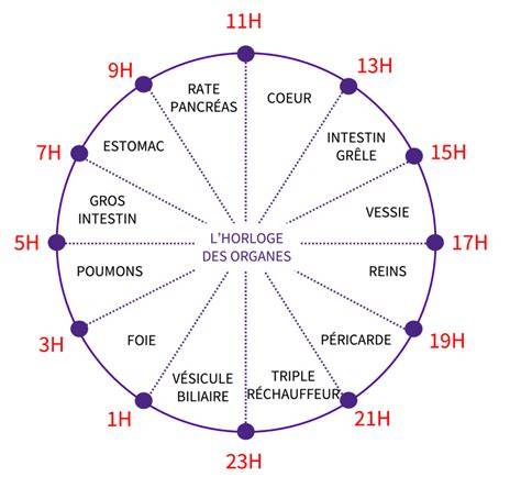 Illustration montrant une horloge biologique entourée d'activités sportives variées