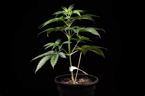 Plant de cannabis Northern Light en pleine floraison