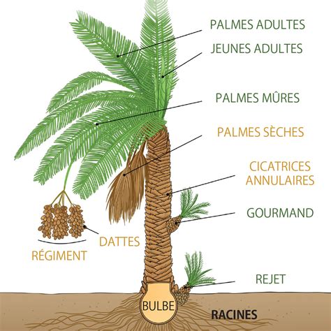 Schéma illustrant la structure d'un palmier à stipe unique versus un palmier cespiteux
