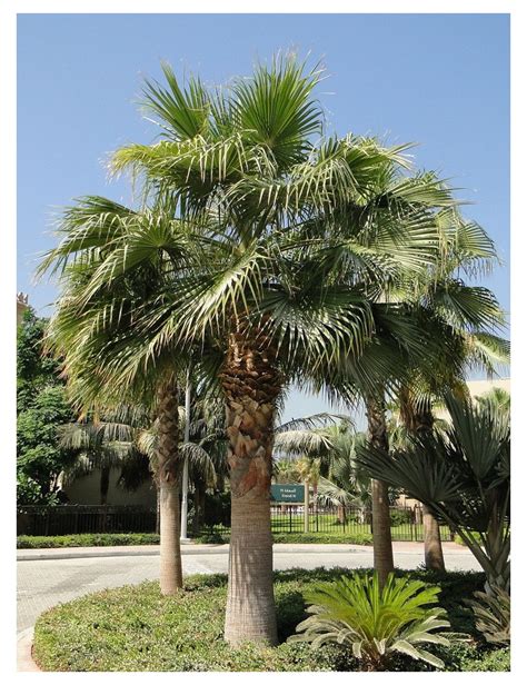 Comparaison de croissance : deux Washingtonia robusta de 22 mois, l'un isolé, l'autre en concurrence racinaire
