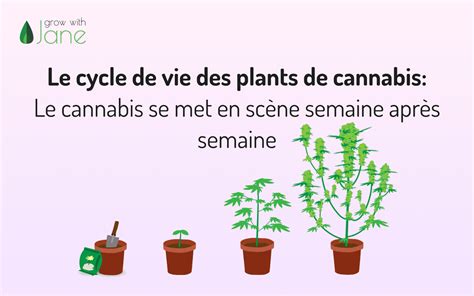 Schéma illustrant le cycle de vie du cannabis et les besoins nutritionnels associés