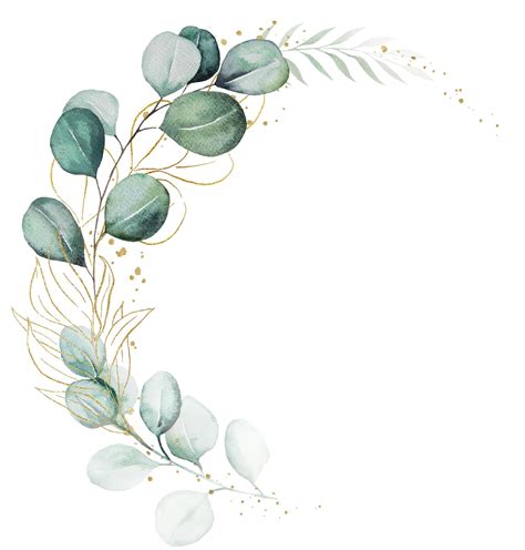 Illustration d'une feuille d'Eucalyptus Citriodora