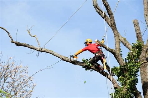 Arboriste grimpeur en action dans un jardin du Nord