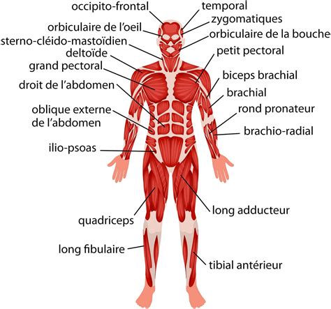 Schéma anatomique représentant les chaînes musculaires et articulaires du corps humain