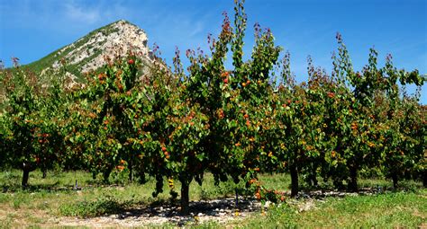 Verger d'abricotiers sous un soleil intense dans les Pyrénées-Orientales