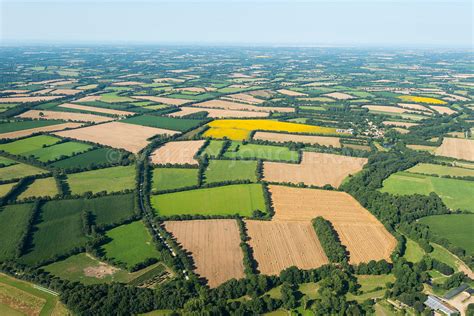Champs agricoles avec des mauvaises herbes et des cultures