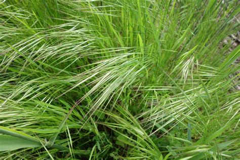 Illustration du brome stérile