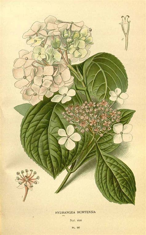 Illustration botanique d'un Hydrangea arborescens en pleine floraison