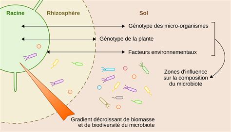 Photographie macro de la vie microbienne au sein d'une couche de BRF en décomposition