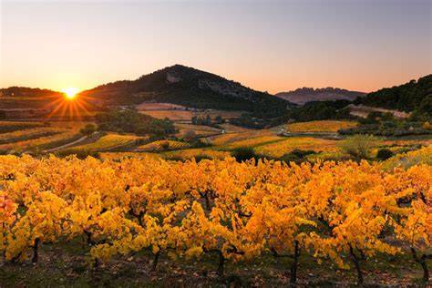 Vignoble des Côtes du Rhône sous le soleil