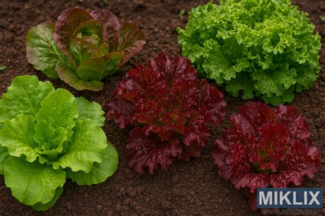 variétés de laitues colorées dans un potager