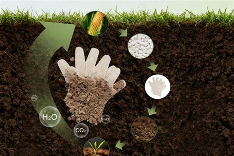 Illustration montrant des gants compostables en milieu naturel