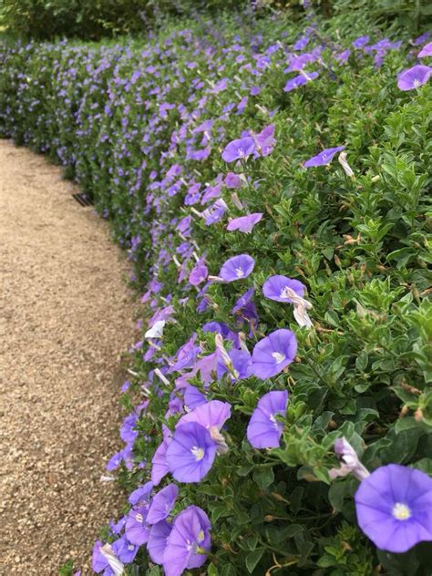 Vue d'ensemble d'un massif de Convolvulus sabatius en pleine floraison bleue