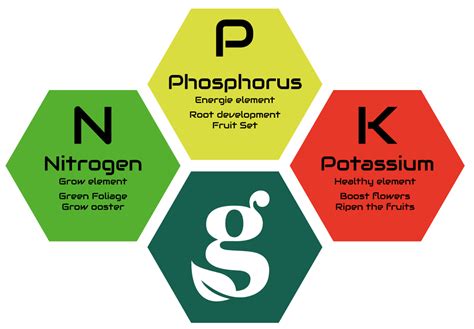 Diagramme des rôles des nutriments N, P, K et Mg dans la plante