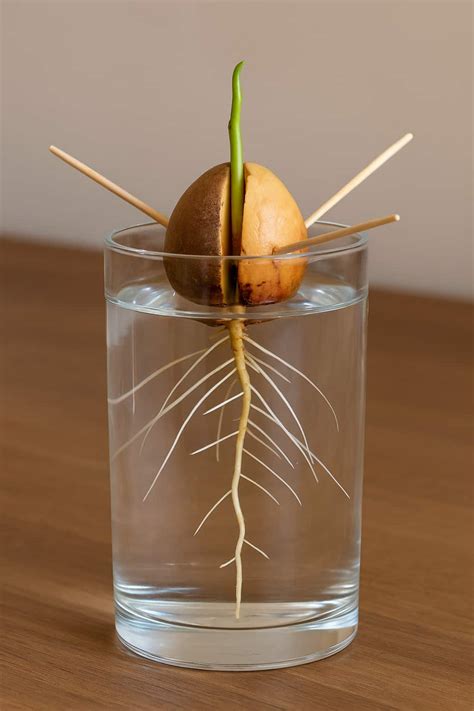 Noyau d'avocat en train de germer dans un verre d'eau avec des cure-dents