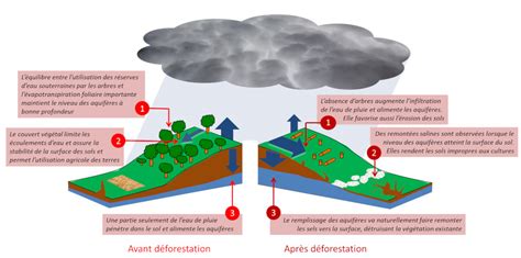 Schéma illustrant le cycle de salinisation des sols en milieu irrigué