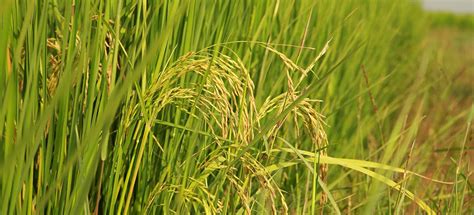Comparaison visuelle entre un plant de riz tolérant et un plant sensible soumis au stress salin