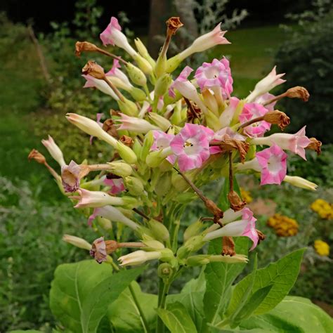 Illustration montrant un plan de tabac Nicotiana tabacum dans un jardin potager