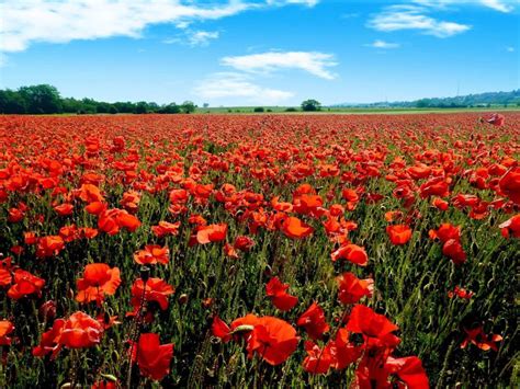 Champ de coquelicots en fleurs dans une prairie naturelle