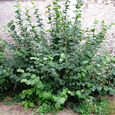 Illustration du port buissonnant du noisetier commun dans un jardin
