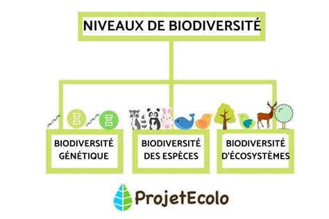Schéma explicatif de la biodiversité dans un jardin potager urbain