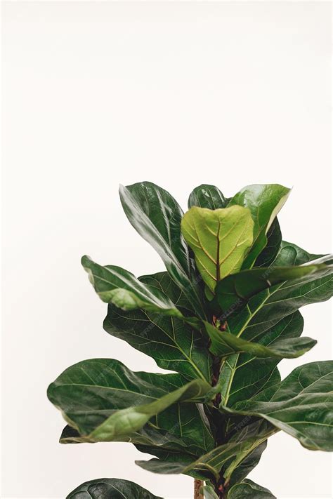 Ficus lyrata aux larges feuilles vertes brillantes