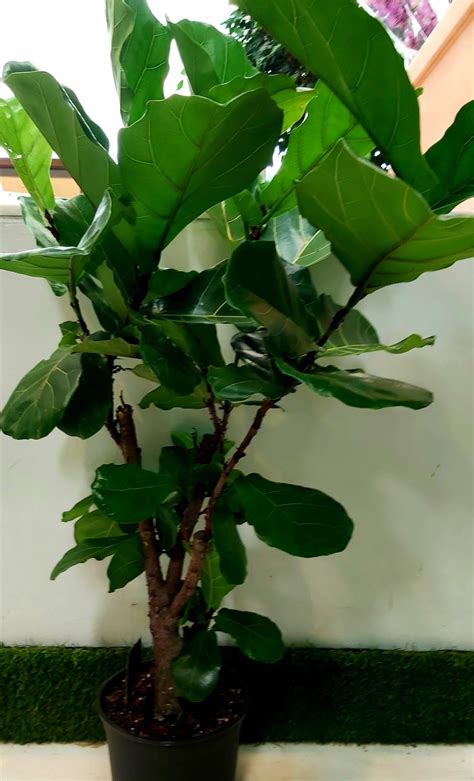 Ficus lyrata placé près d'une fenêtre avec lumière indirecte