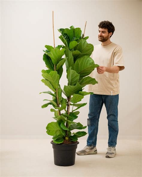 Main vérifiant la sécheresse du terreau d'un Ficus lyrata