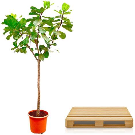 Matériaux pour un substrat drainant pour Ficus lyrata