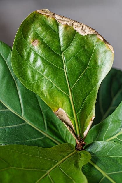 Feuille de Ficus lyrata avec des taches noires
