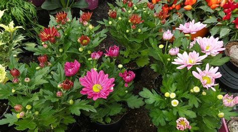 Détail de fleurs en pleine floraison dans une pépinière