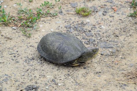 Tortue évoluant sur un sol naturel